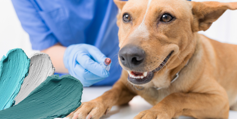 Clinica veterinaria Vilanova i la Geltrú