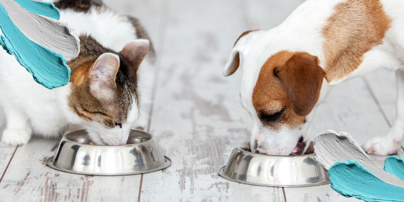 Servicios veterinarios